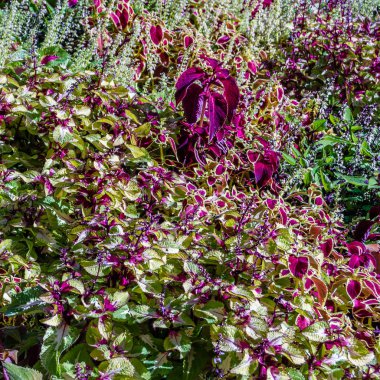 Coleus bitki süs yaprakları