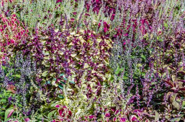 Coleus bitki süs yaprakları