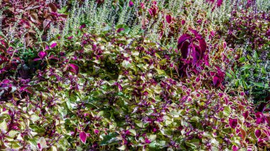 Coleus bitki süs yaprakları