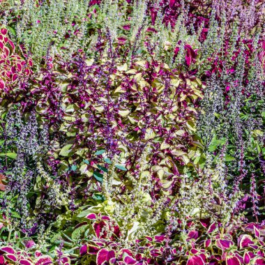 Coleus bitki süs yaprakları