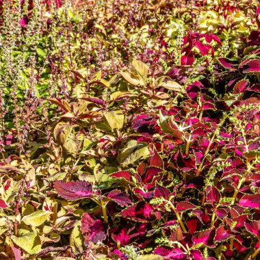 Coleus bitki süs yaprakları