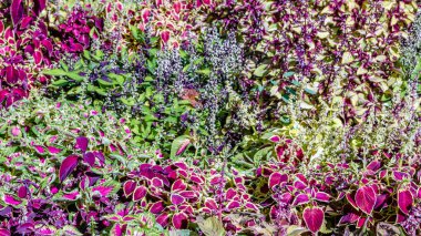 Coleus bitki süs yaprakları