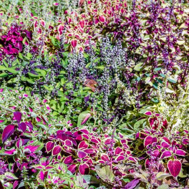 Coleus bitki süs yaprakları