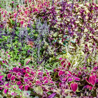 Coleus bitki süs yaprakları