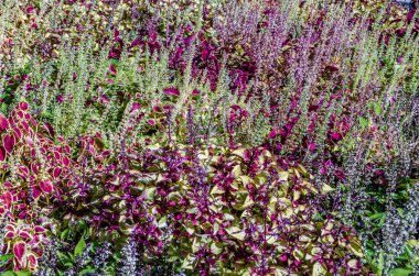 Coleus bitki süs yaprakları