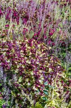Coleus bitki süs yaprakları