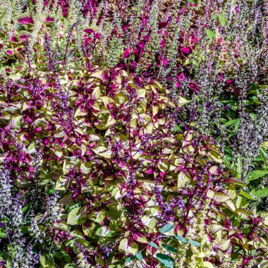 Coleus bitki süs yaprakları