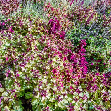 Coleus bitki süs yaprakları