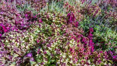 Coleus bitki süs yaprakları