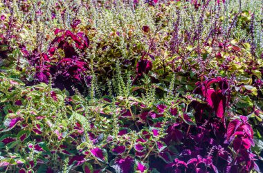 Coleus bitki süs yaprakları