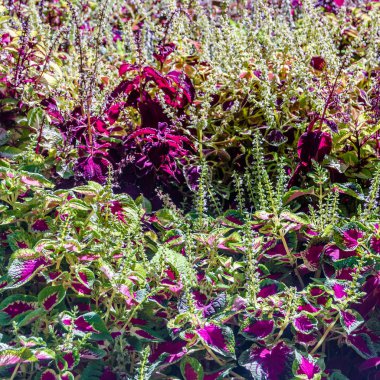 Coleus bitki süs yaprakları