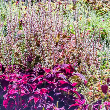 Coleus bitki süs yaprakları