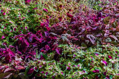 Coleus bitki süs yaprakları