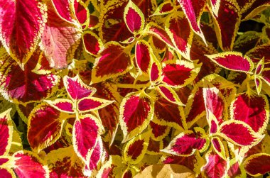 Coleus bitki süs yaprakları