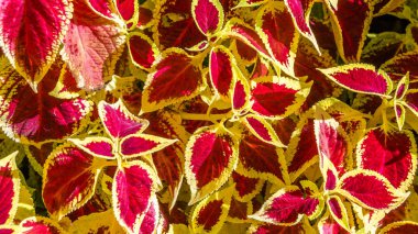 Coleus bitki süs yaprakları