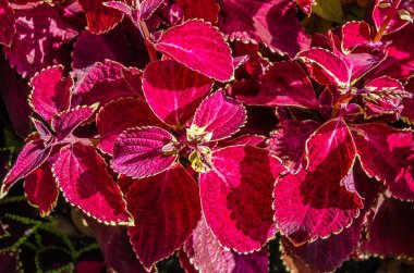 Coleus bitki süs yaprakları