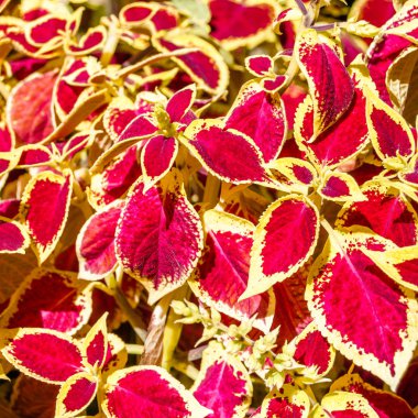 Coleus bitki süs yaprakları