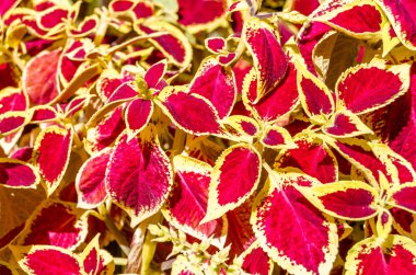 Coleus bitki süs yaprakları