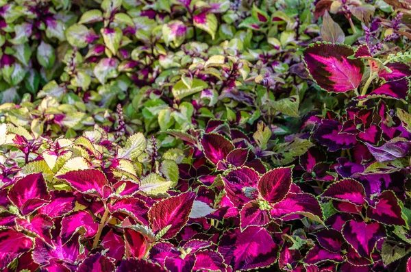 Coleus bitki süs yaprakları