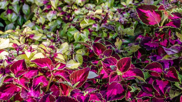 Coleus planten decoratieve bladeren — Stockfoto