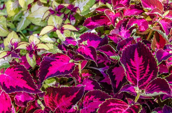 Foglie ornamentali di piante del Coleus — Foto Stock