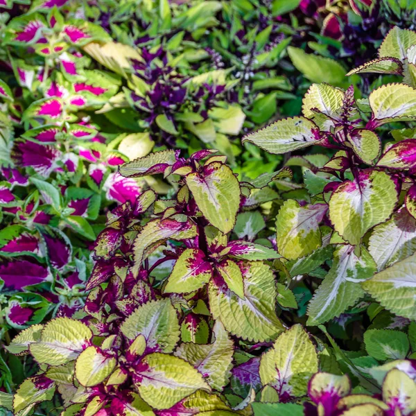 Coleus bitki süs yaprakları