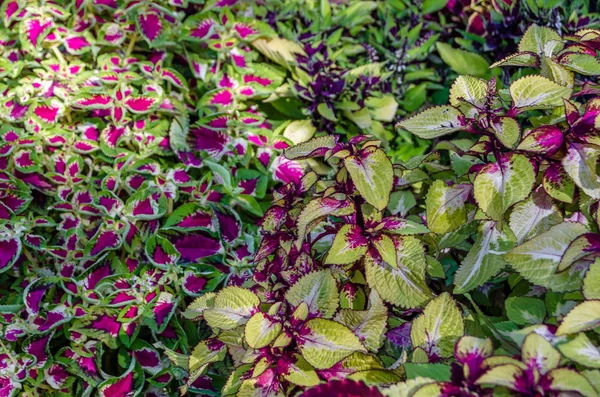 Coleus bitki süs yaprakları