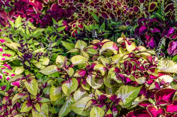 Coleus bitki süs yaprakları