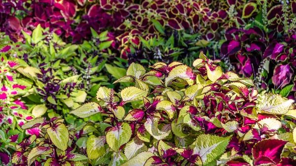 Coleus bitki süs yaprakları