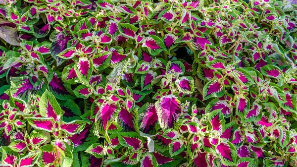 Coleus bitki süs yaprakları