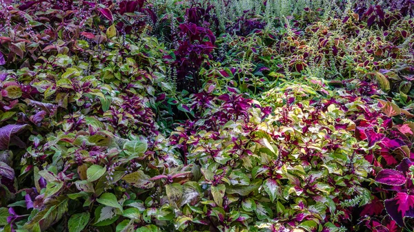 Coleus bitki süs yaprakları