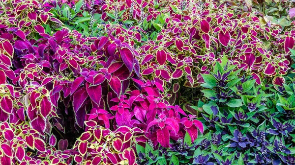 Coleus bitki süs yaprakları