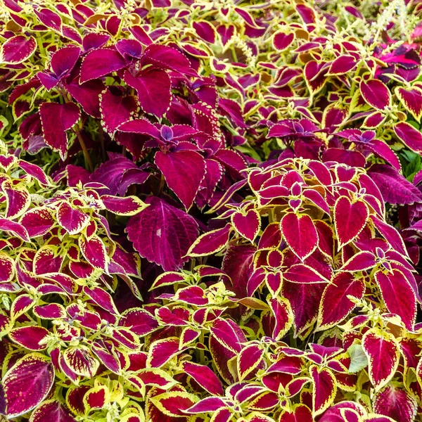 Coleus planten decoratieve bladeren — Stockfoto