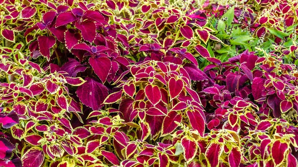 Coleus bitki süs yaprakları