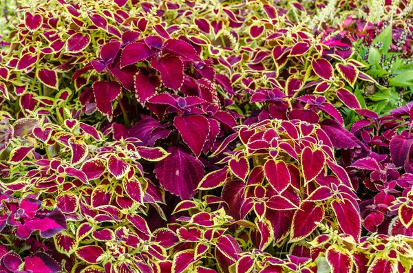 Coleus bitki süs yaprakları