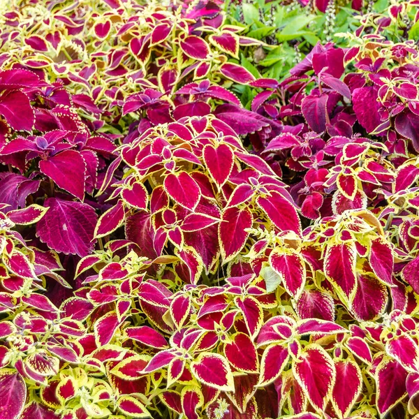 Coleus planten decoratieve bladeren — Stockfoto