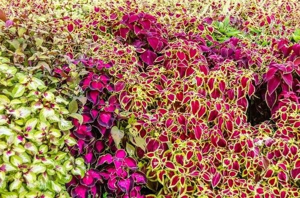 Coleus bitki süs yaprakları