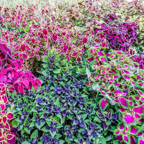 Coleus bitki süs yaprakları