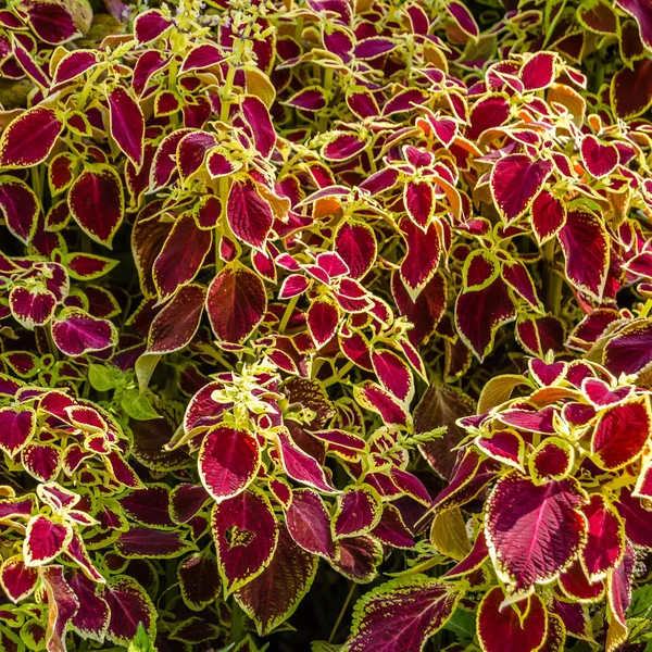 Coleus bitki süs yaprakları