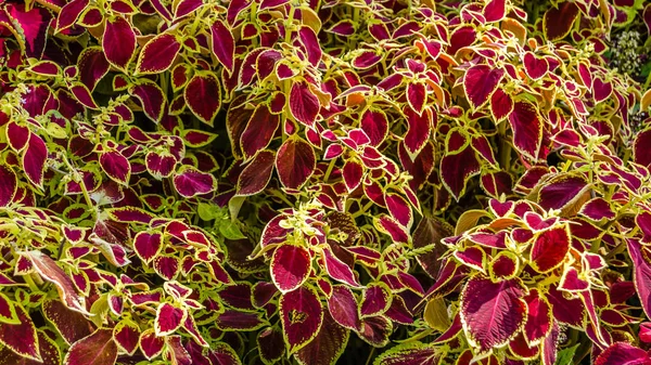 Coleus bitki süs yaprakları