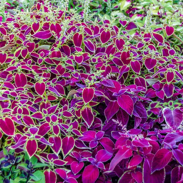 Coleus bitki süs yaprakları