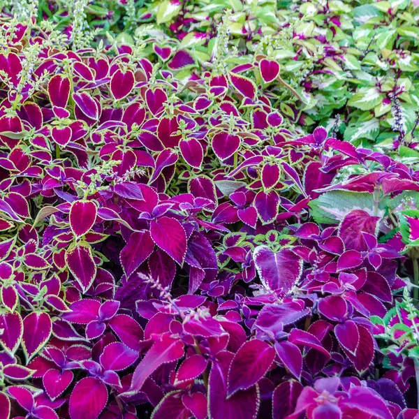 Coleus bitki süs yaprakları