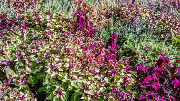 Foglie ornamentali di piante del Coleus — Foto Stock