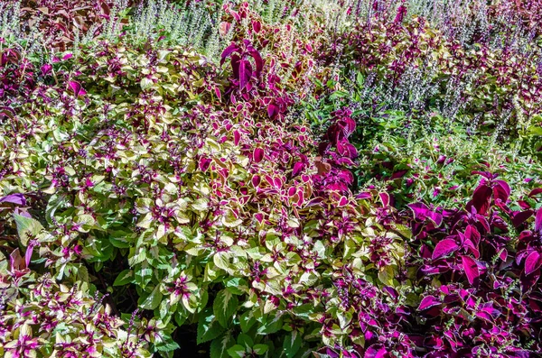 Foglie ornamentali di piante del Coleus — Foto Stock