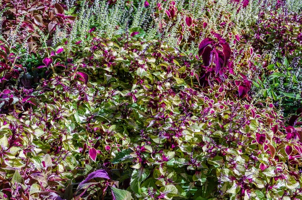 Coleus bitki süs yaprakları