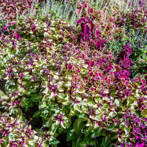 Foglie ornamentali di piante del Coleus — Foto Stock