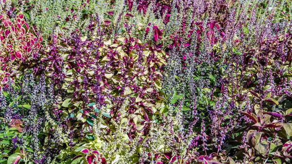 Coleus bitki süs yaprakları