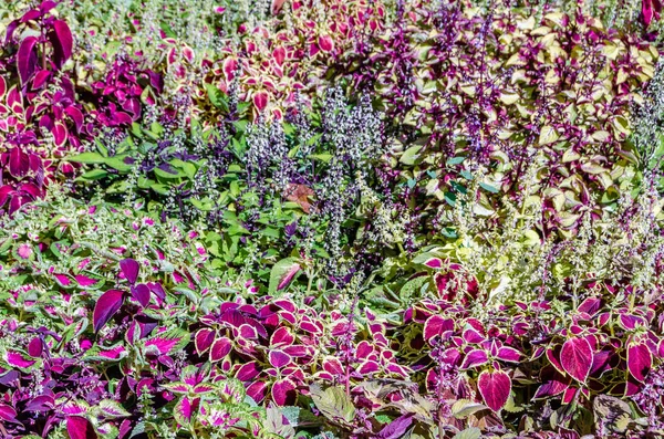 Coleus bitki süs yaprakları