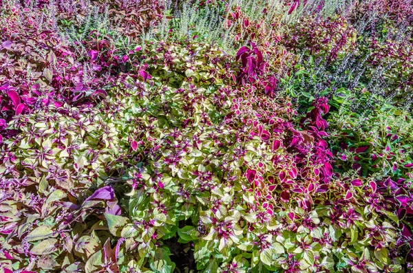 Foglie ornamentali di piante del Coleus — Foto Stock