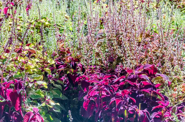 Foglie ornamentali di piante del Coleus — Foto Stock